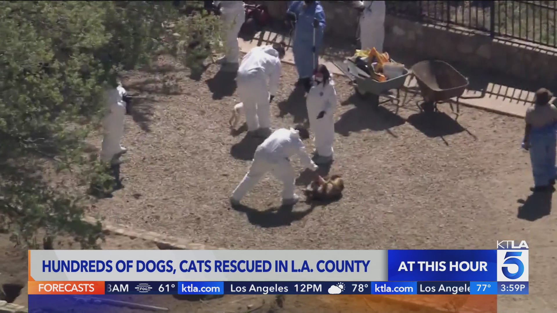 Hundreds of dogs and cats rescued from L.A. County property – WKRN News 2