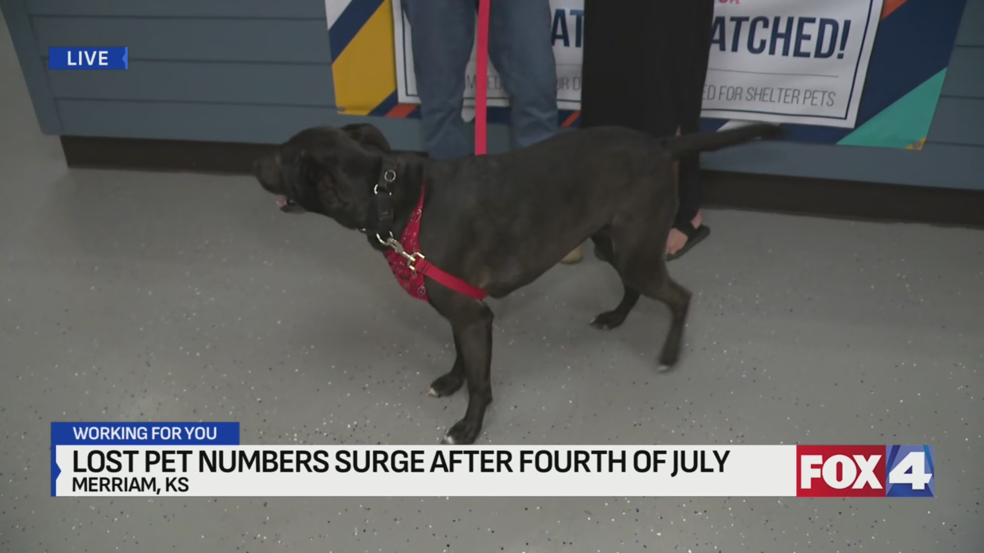 Lost pets in the KC metro surge after Fourth of July