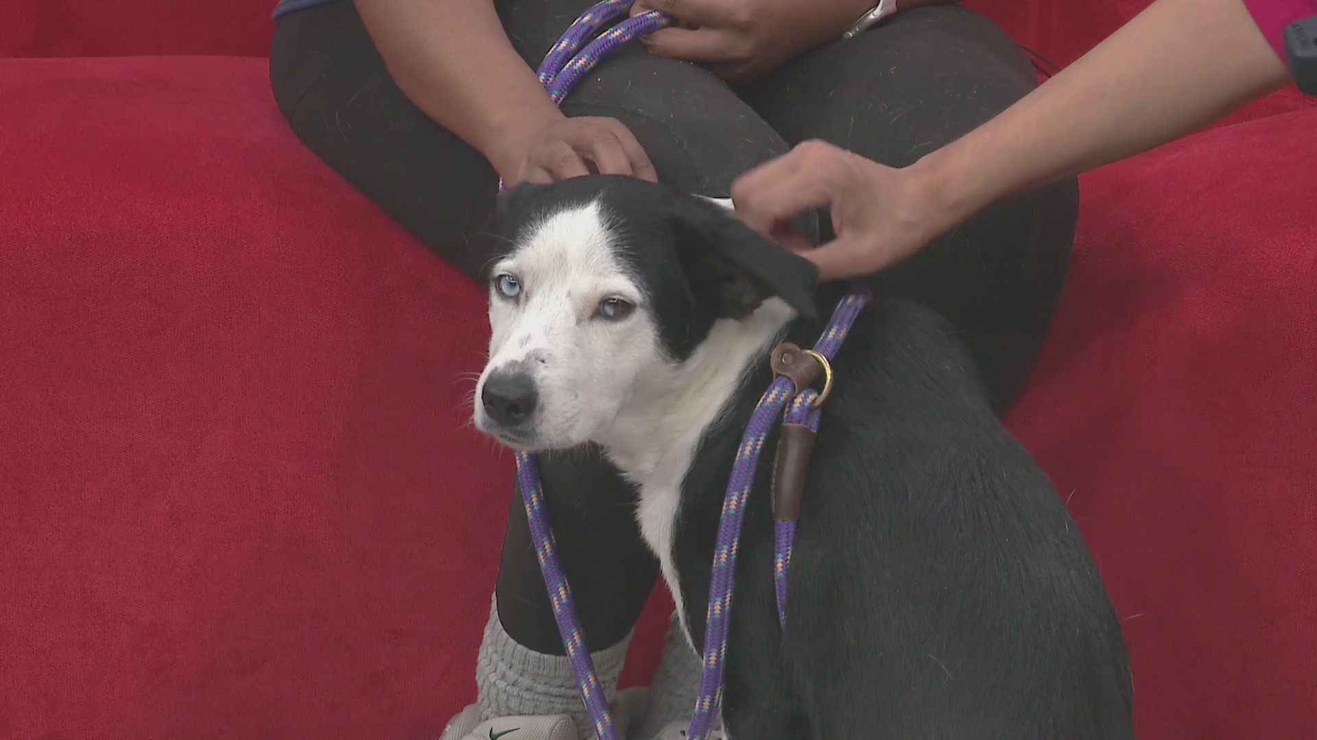 Stardust is the sweetest pup you’ll ever meet and she needs a home ...