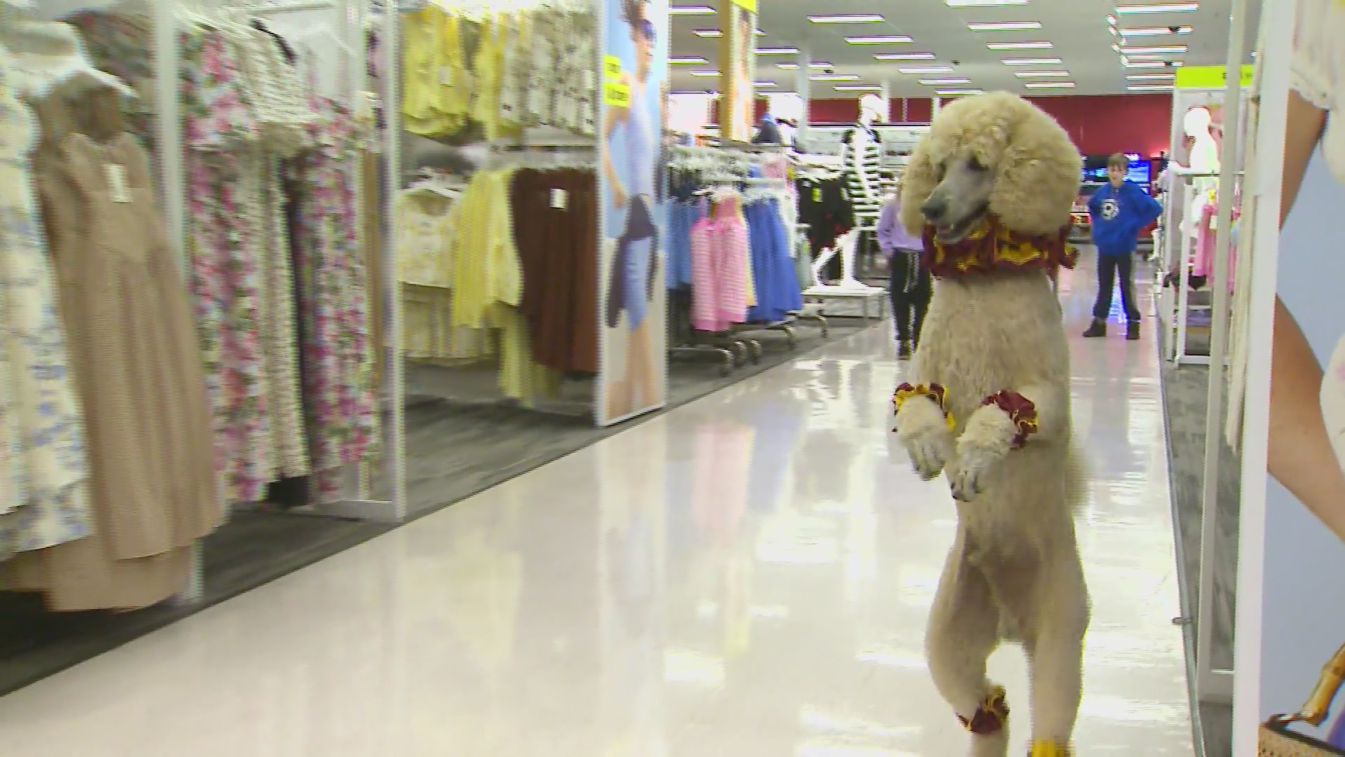 Target Poodle Poodle on two legs surprises shoppers at Target store – WGN-TV
