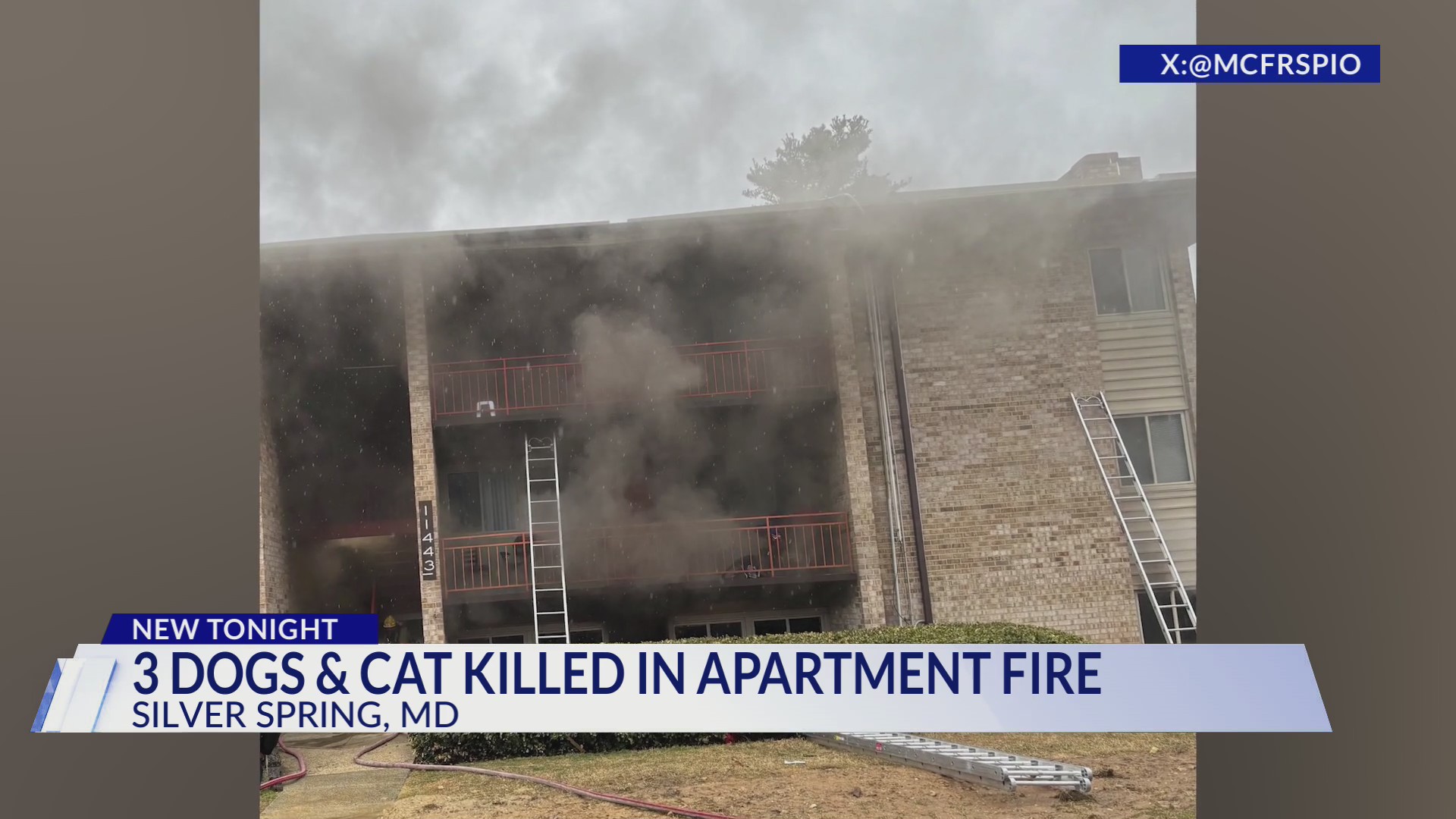 3 dogs, cat killed in Silver Spring apartment fire – DC News Now | DC ...
