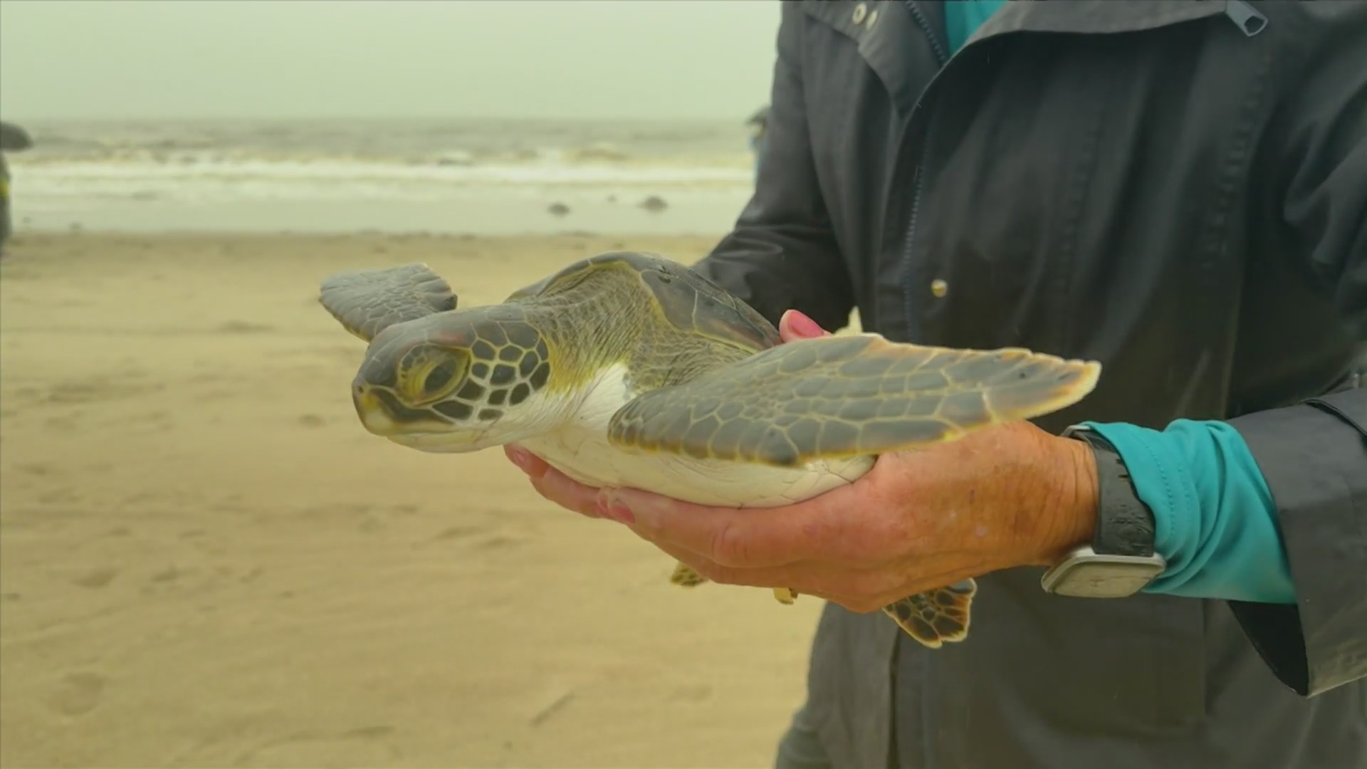 Hundreds of cold-stunned sea turtles released back into the gulf ...