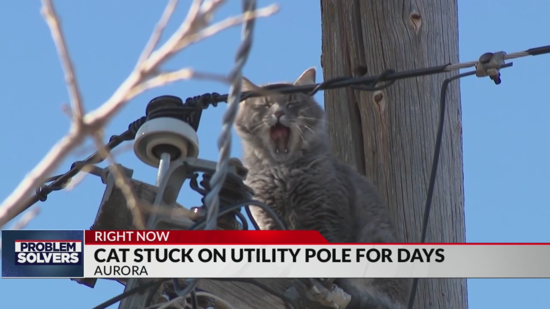 Aurora residents rally to try and rescue cat stuck on pole for 5 days ...