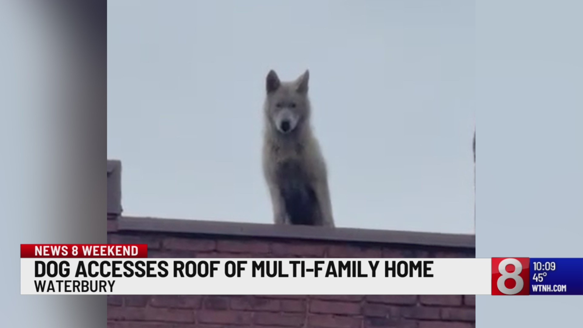 Police: Dog accessed roof of Waterbury home through stairwell – WTNH.com