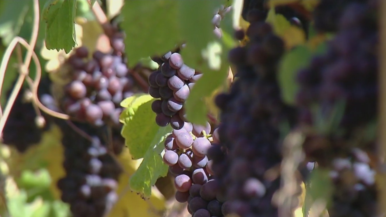Oregon wine country faces worst crisis our industry has had in at least the last 20 years