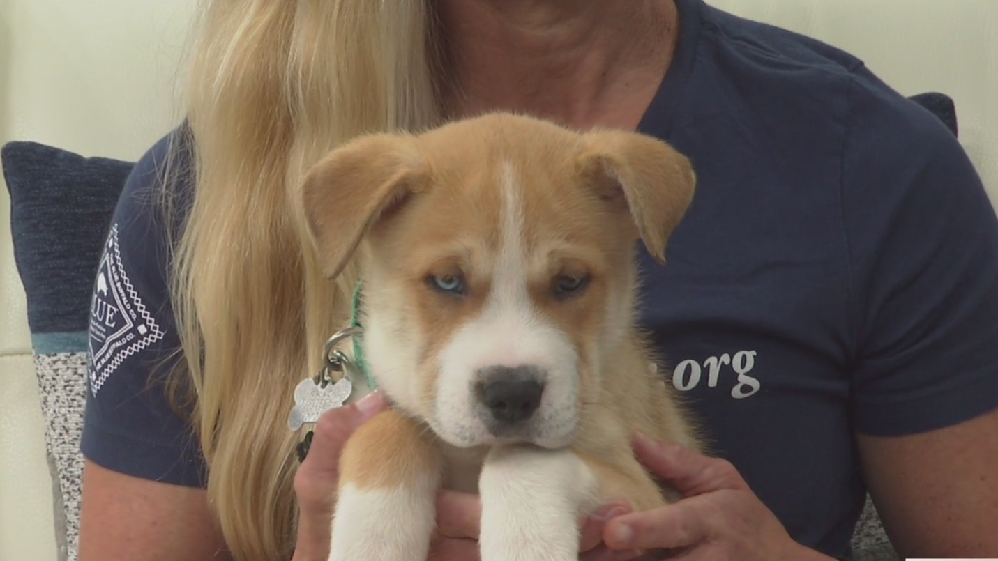 Helen Woodward Animal Center's Pet of the Week