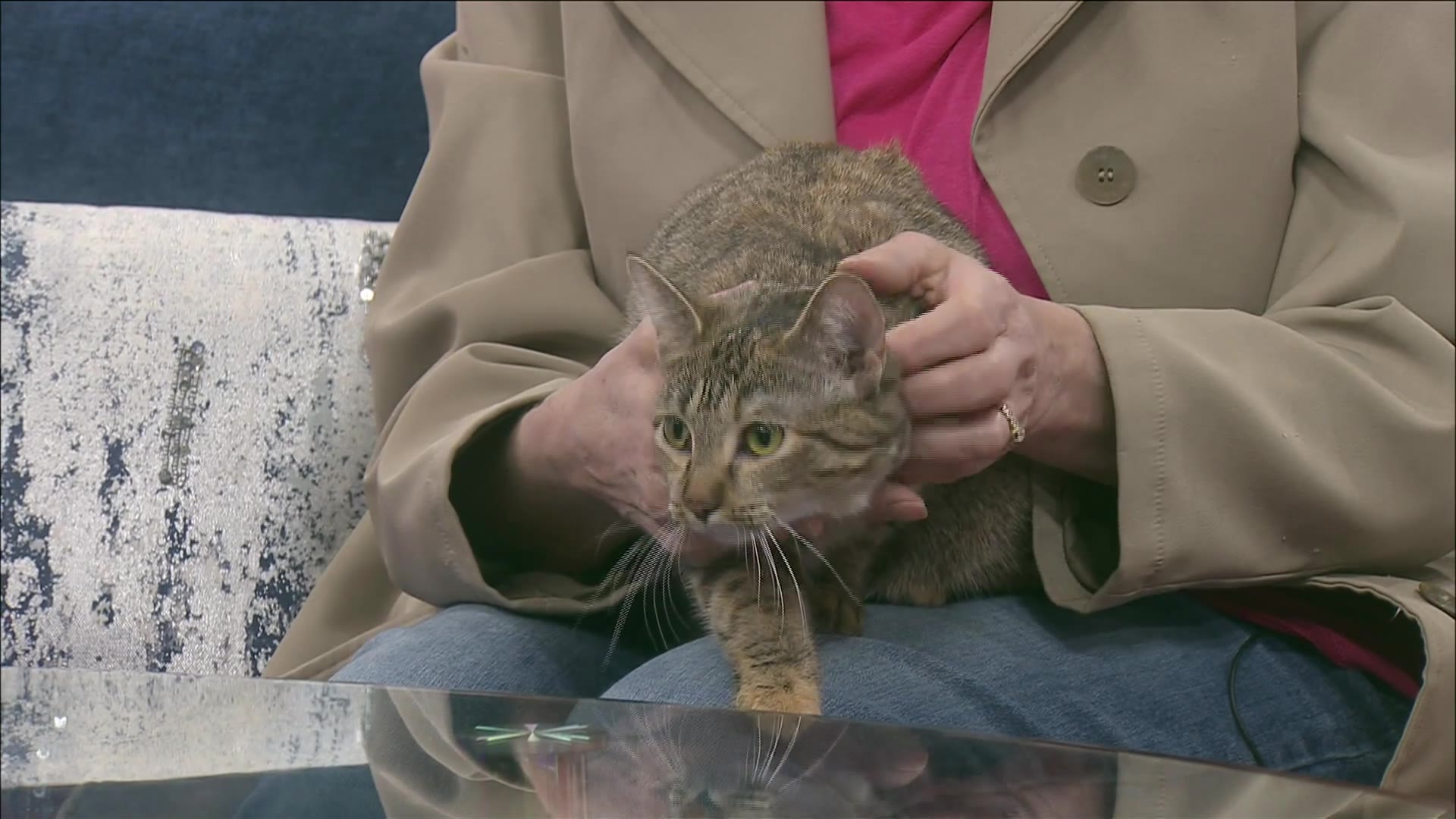 Pet of the Week: Miss Ann the kitten – CIProud.com
