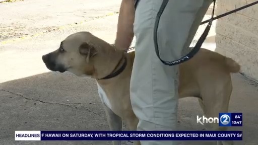 Prepare your pets for Tropical Storm Lala: Hawaiian Humane Society
