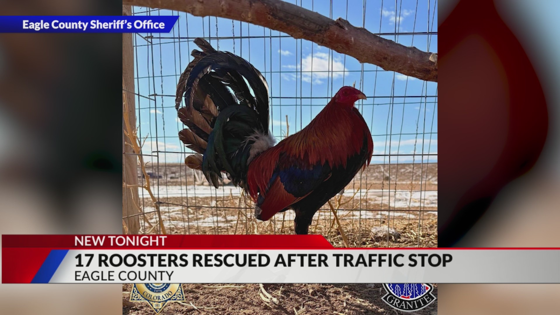 Traffic stop results in 3 arrests, illegal drugs and roosters used for ...