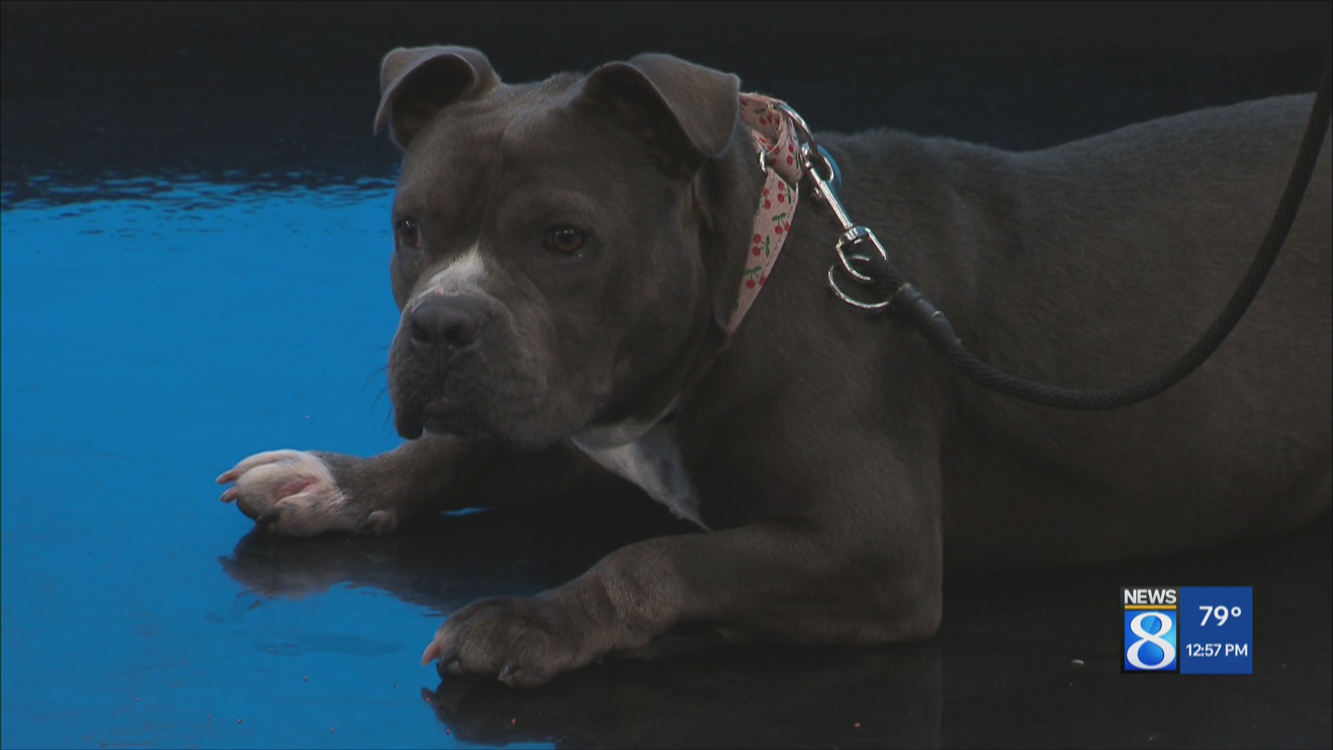 KCAS Pets of the Week: Megan and Brenna