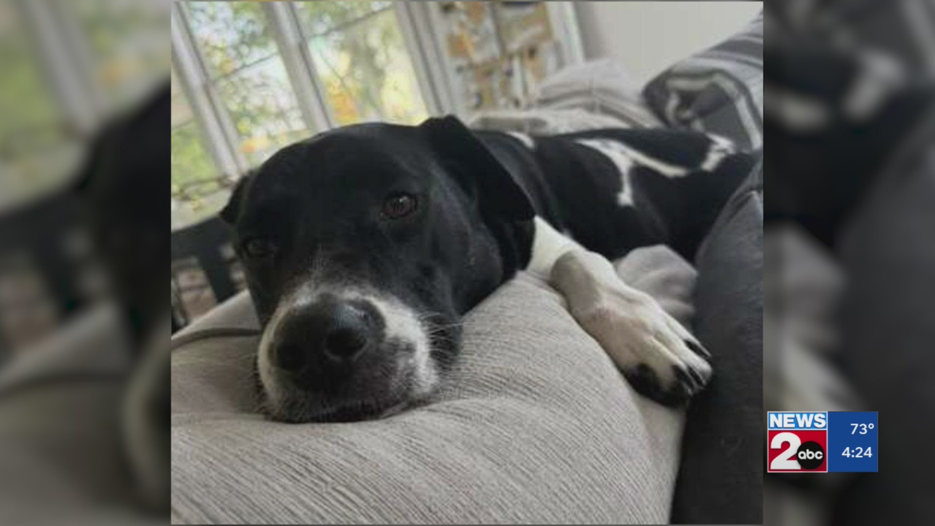 Pets of the Week for Sept. 22, 2026
