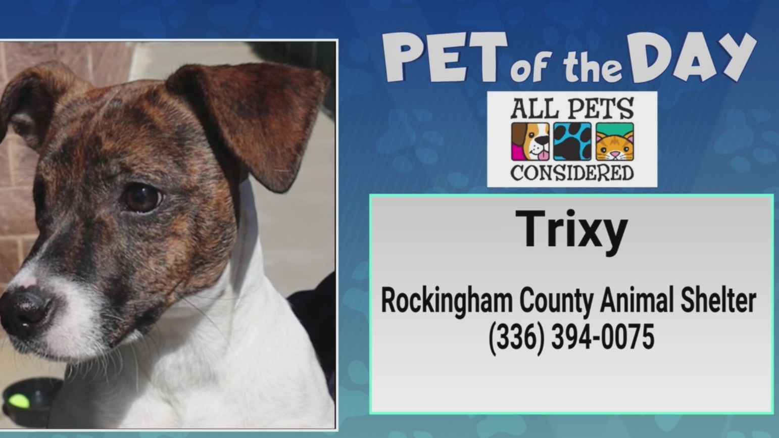Trixy Mp Pet of the Day: Trixy is a little ball of lightning – FOX8 WGHP
