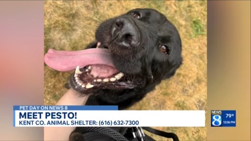 KCAS Pets of the Week: Pesto and Stewart