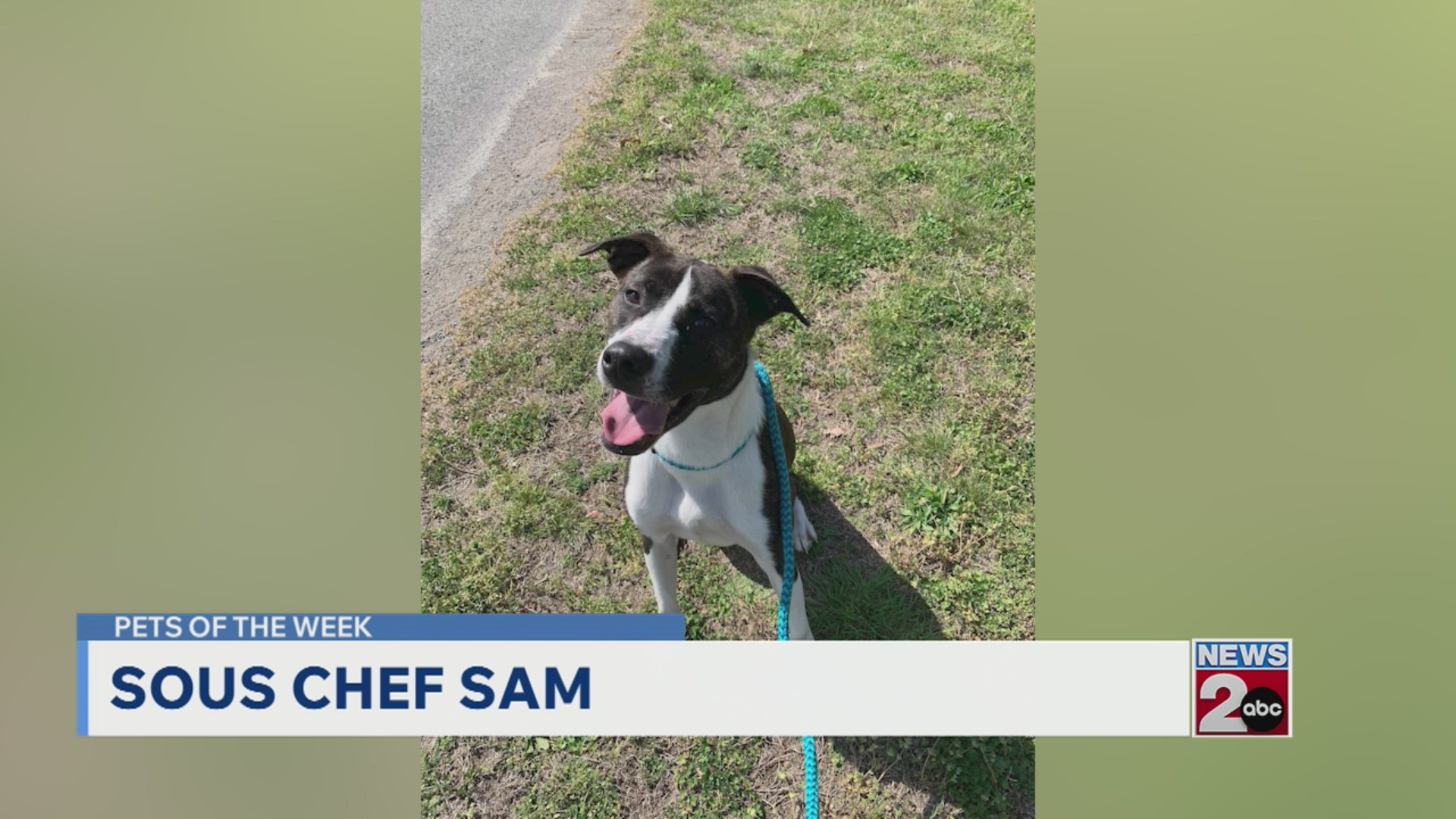 Pets of the Week for March 31, 2026 – WKRN News 2