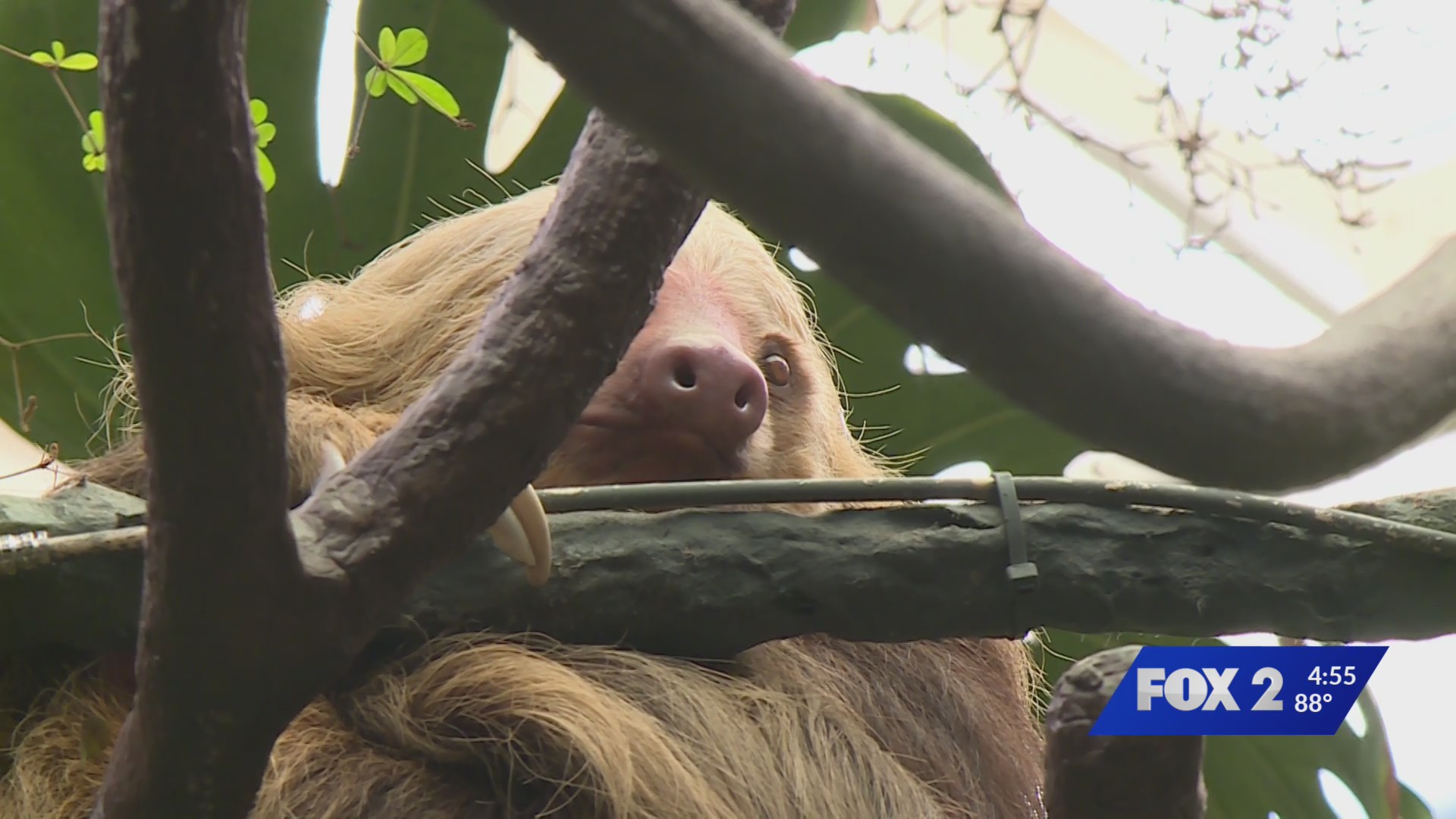 Sloth Atrium opens Wednesday at Saint Louis Zoo – FOX 2