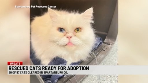 Spartanburg County Pet Resource Center announces rescued cats ready for adoption
