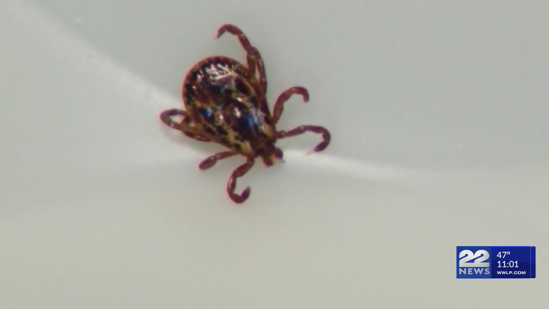 Tick bite ER visits surge in Northeast, highest since 2017 – WWLP