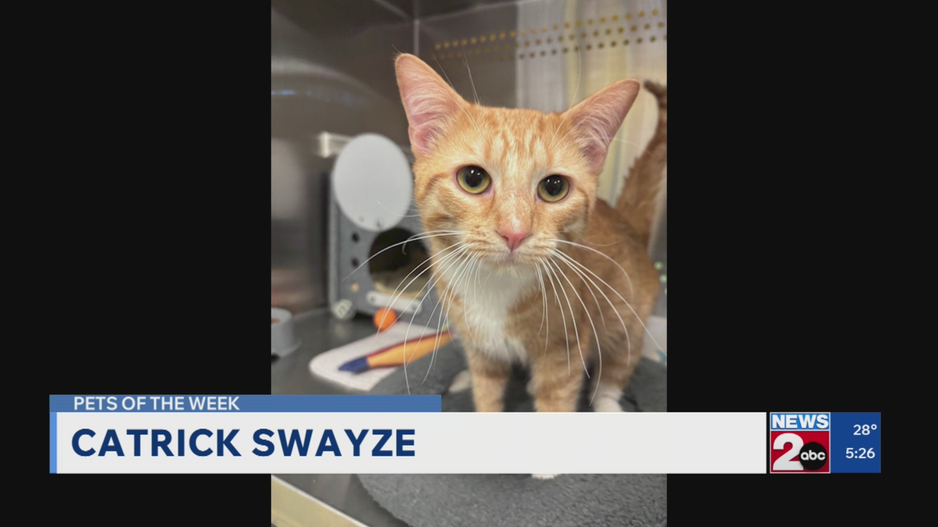 Pets of the Week for March 17, 2026 – WKRN News 2
