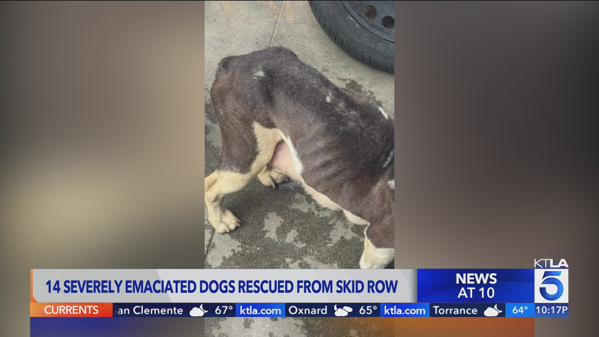 14 severely emaciated dogs rescued from skid row – KTLA