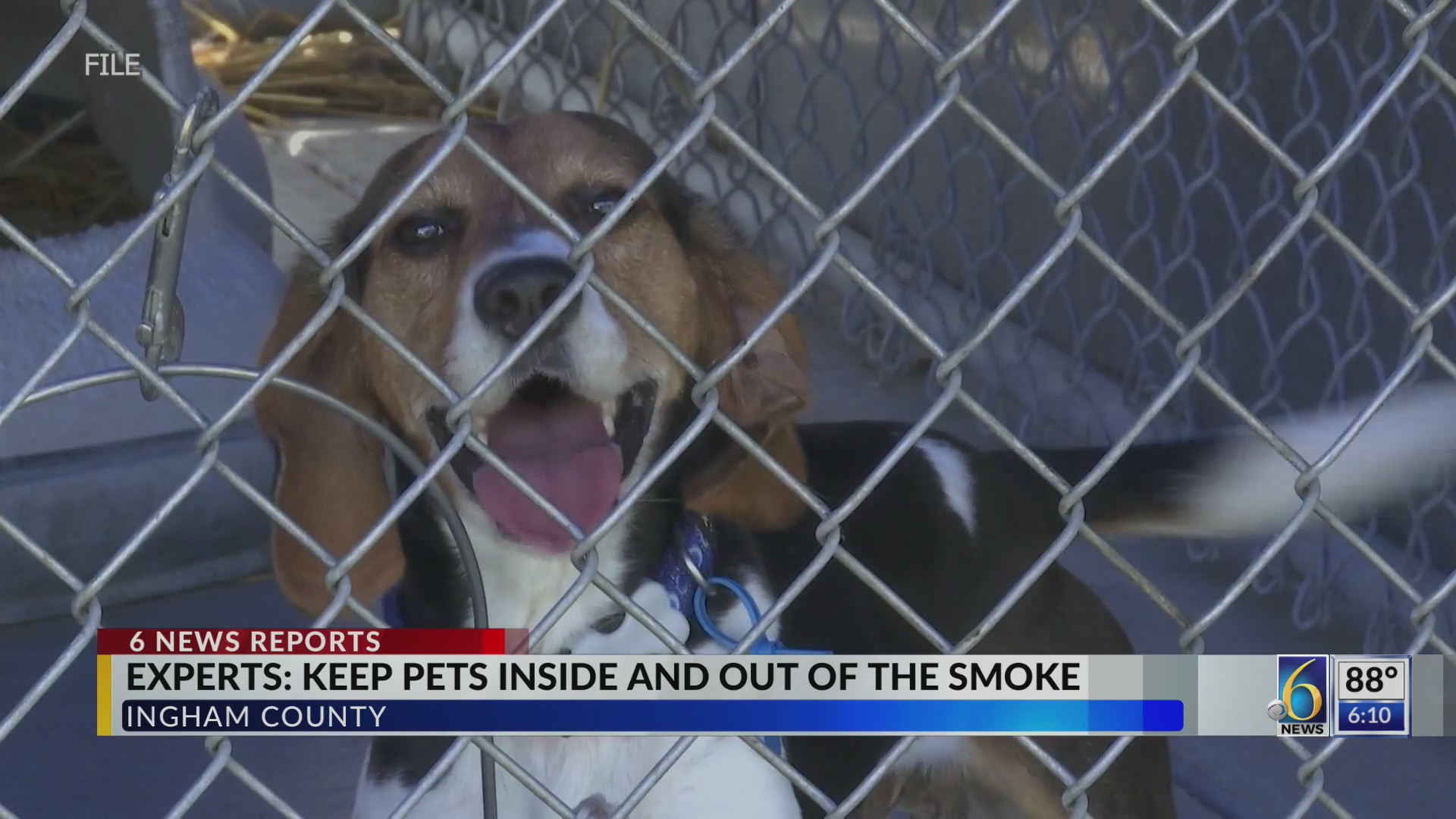Wildfire smoke can have the same impacts on pets as humans