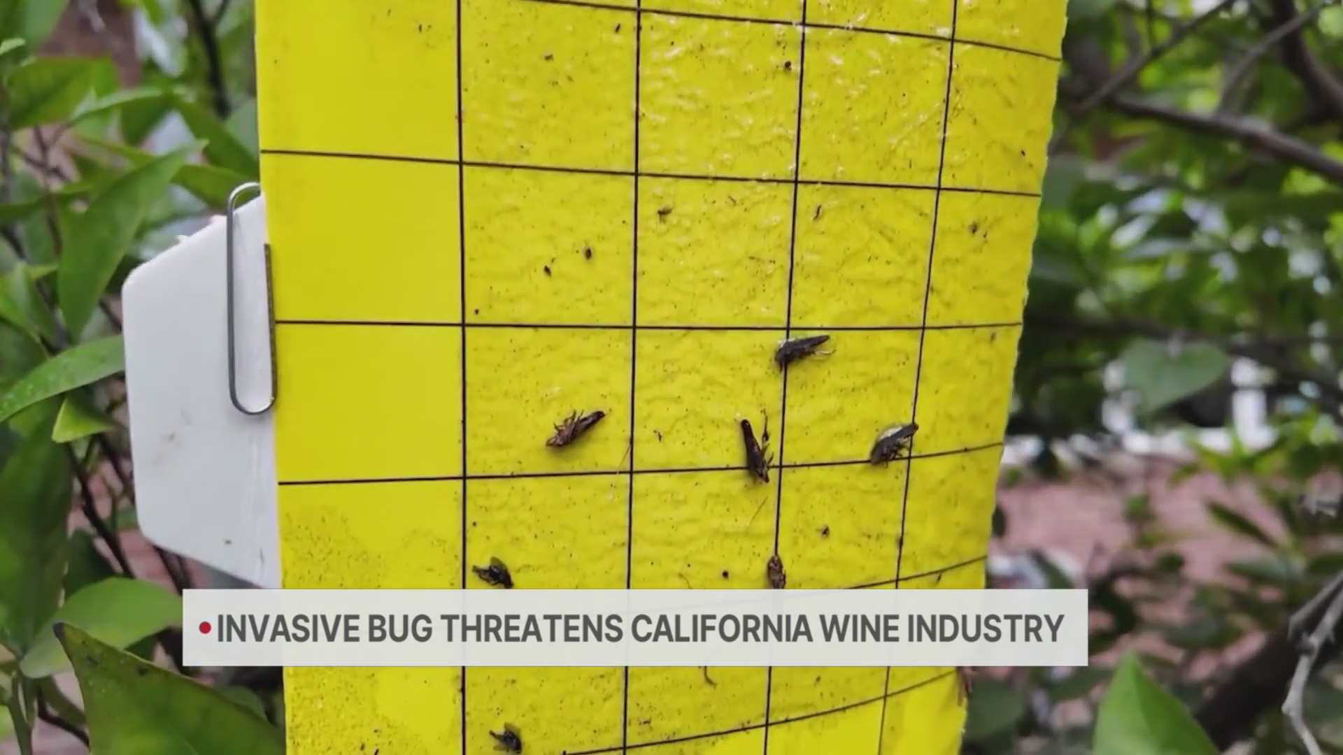 Invasive bug threatens California wine industry