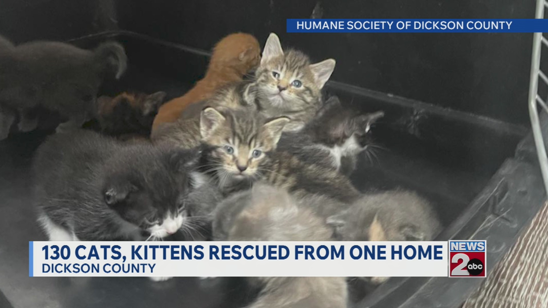 130 cats, kittens rescued from Dickson County home – WKRN News 2