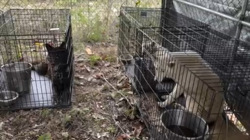Hundreds of animals found in ‘horrid conditions,’ nonprofit begins ...