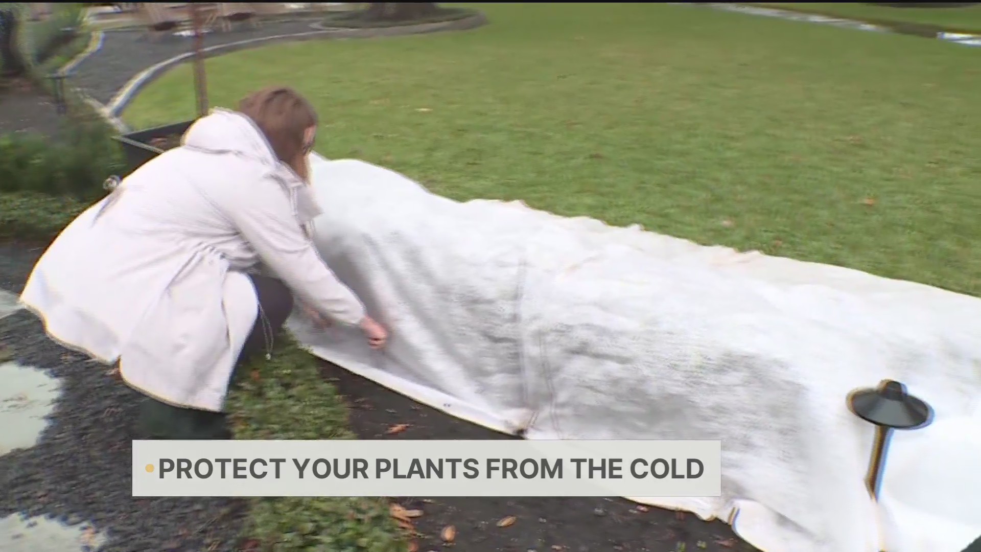 Last chance to protect your plants from Arctic freeze – CW39 Houston