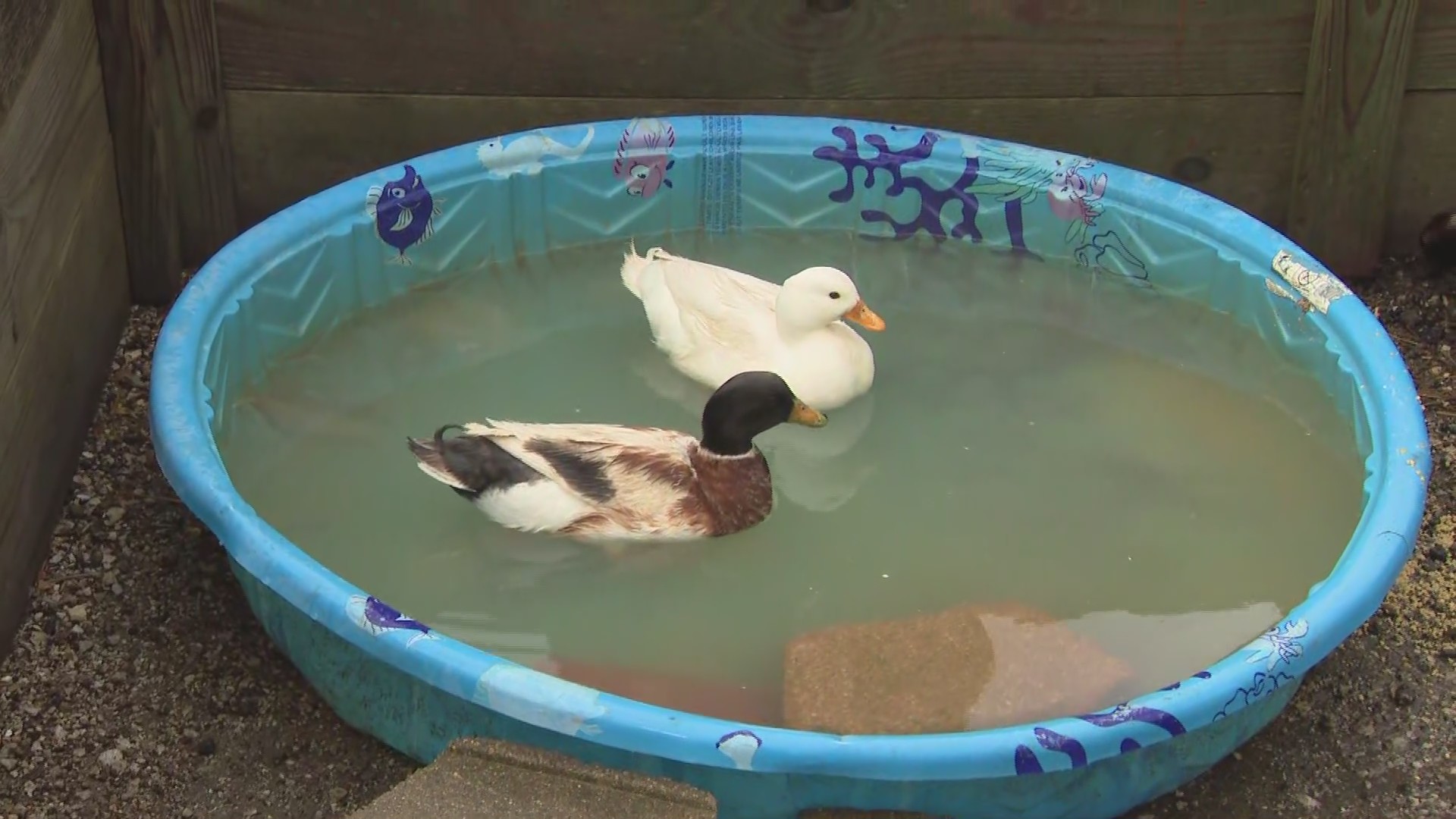 Duck In Pool Ana watches the ducks and ducklings in the pool area – WGN-TV