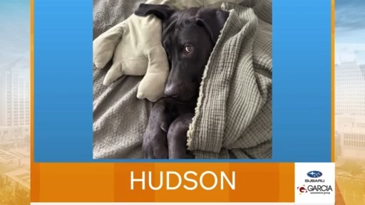 Lin Piks New Mexico Living Pet Pics October 5, 2026 – KRQE NEWS 13 – Breaking ...