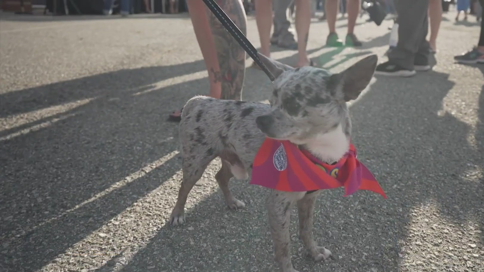 Bring Your Pets Along for the Ride This Fall with these Road Trip Tips