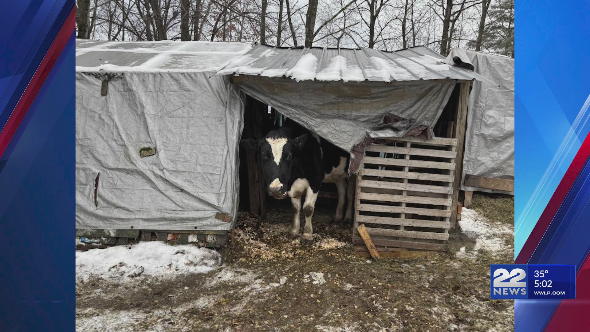 More than 150 animals recovered from Hadley property after neglect ...