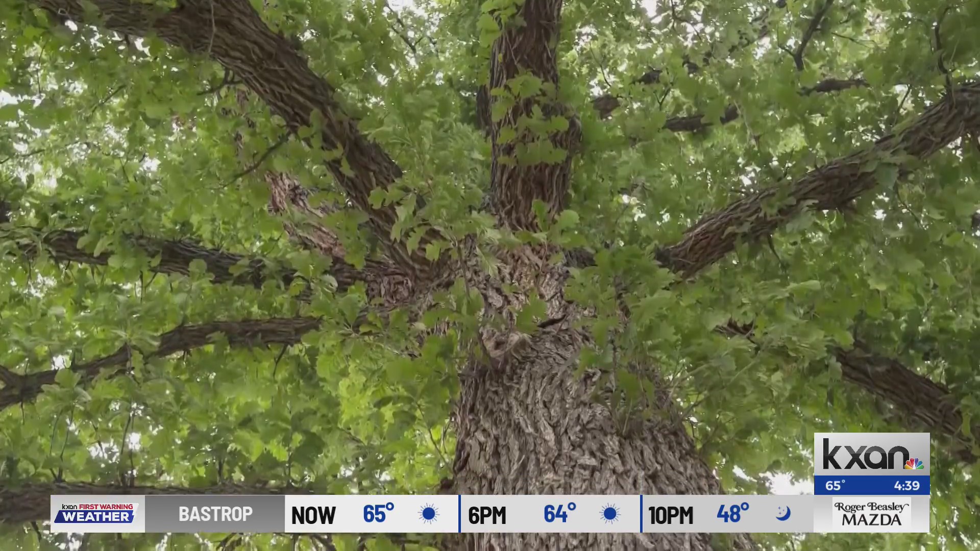 Tree trimming ahead of severe weather season – KXAN Austin