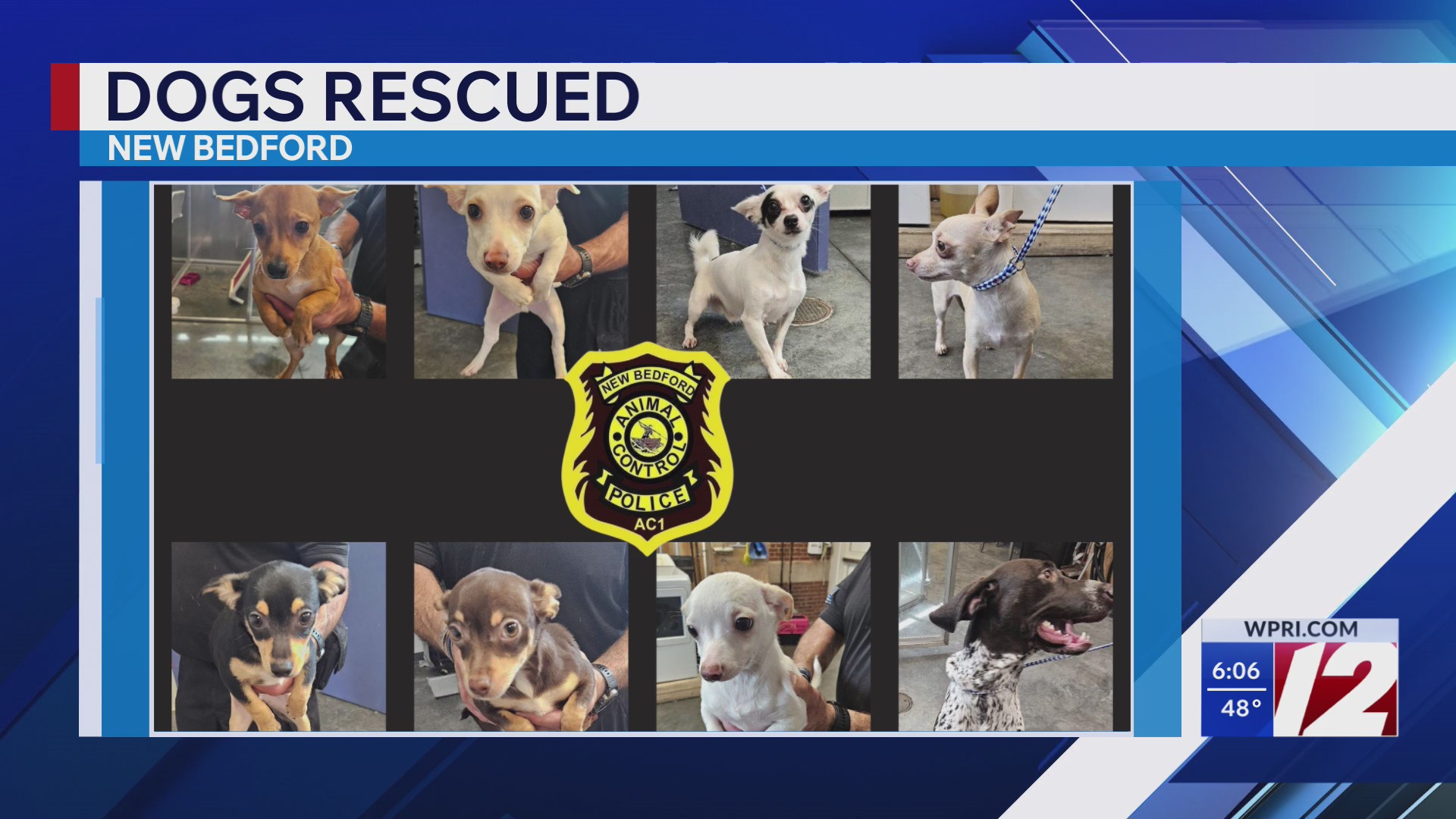 New Bedford man charged after 8 dogs found living in squalor – WPRI.com