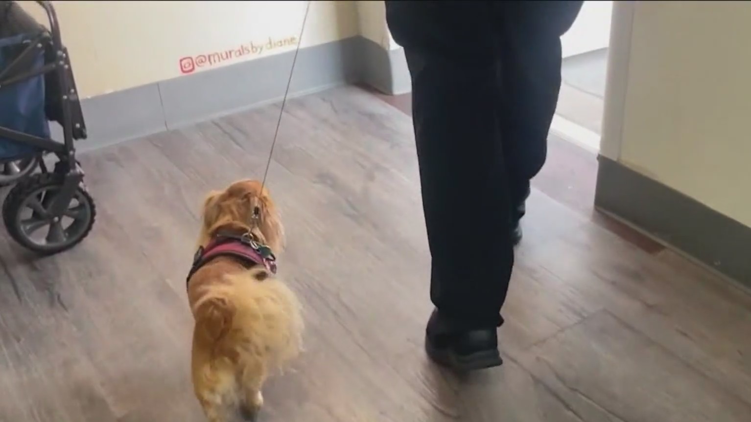 Housing for homeless and their pets – FOX 5 San Diego & KUSI News