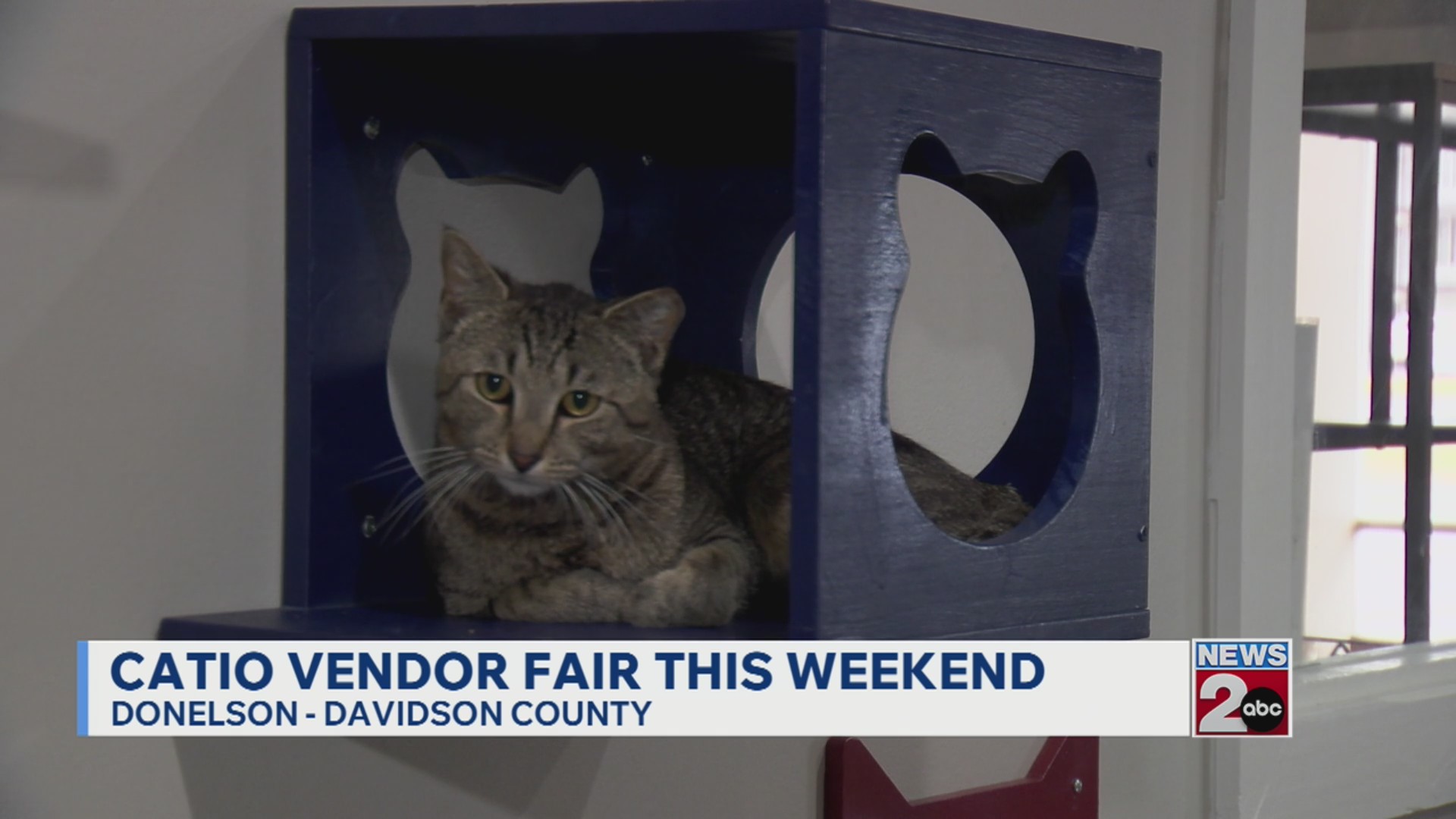 Catio Cat Lounge hosting vendor fair this weekend – WKRN News 2