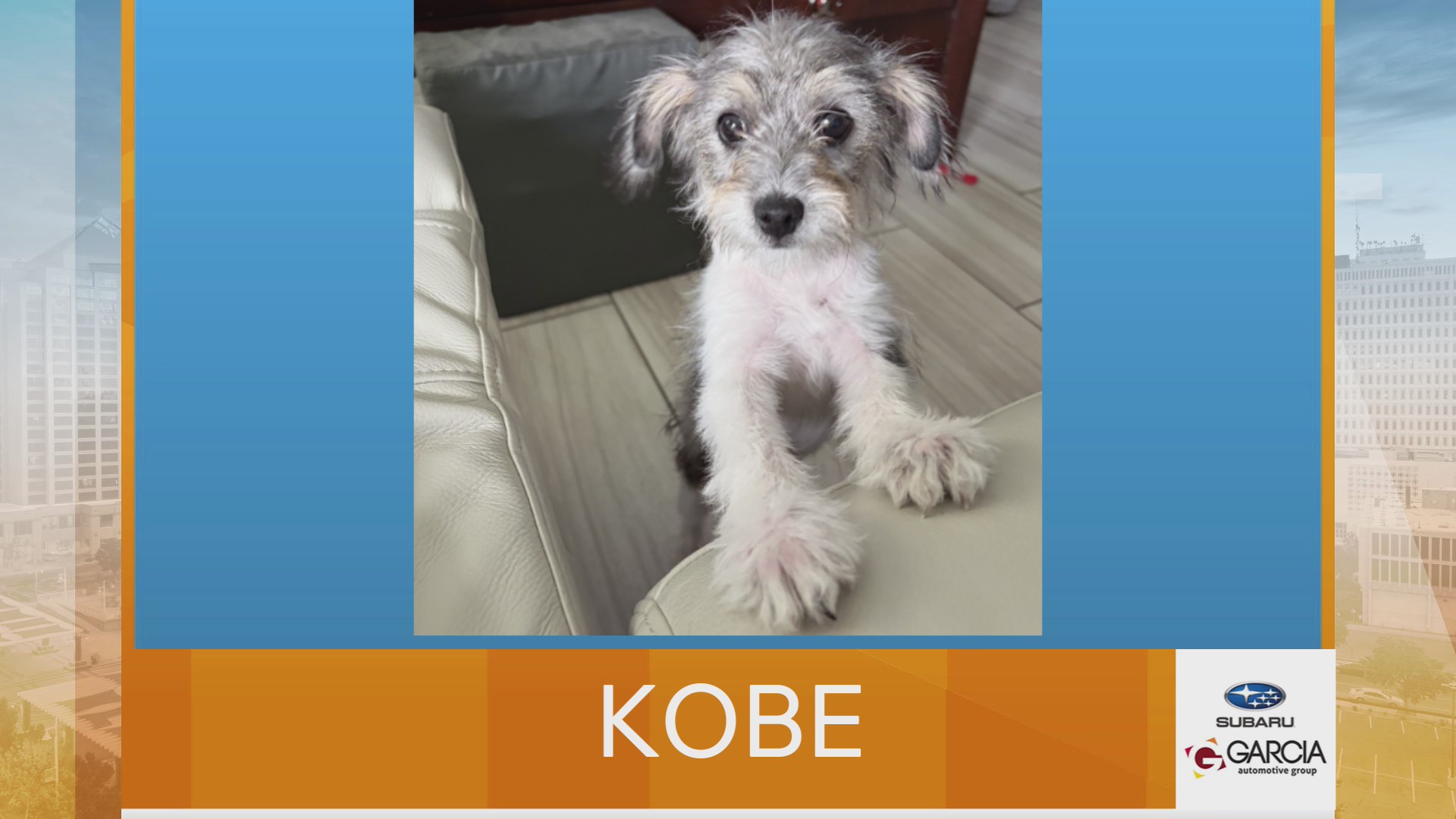 Lin Piks New Mexico Living Pet Pics October 22, 2026 – KRQE NEWS 13 – Breaking ...
