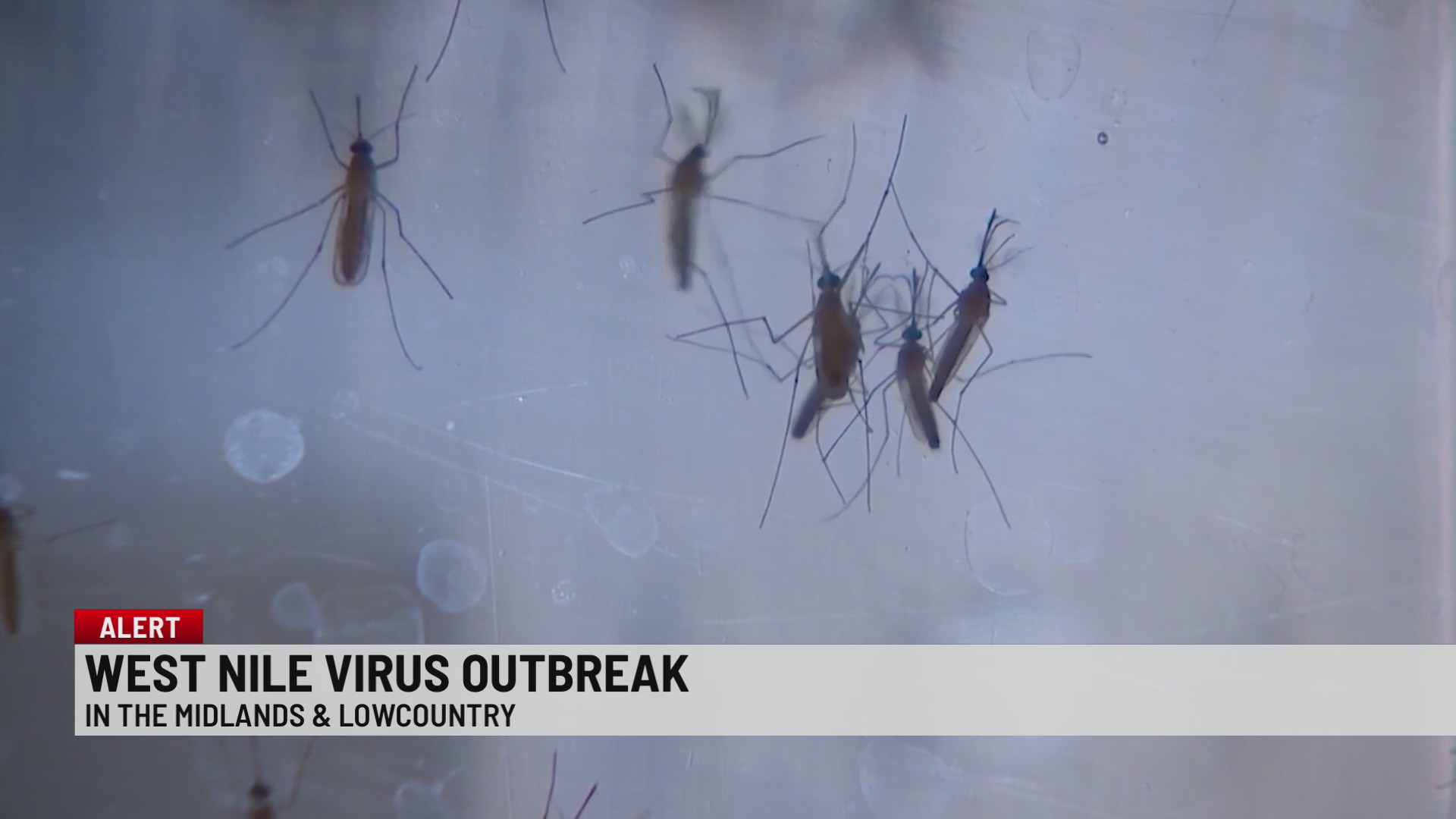West Nile virus outbreak confirmed in South Carolina's Midlands and Lowcountry after six human cases; officials urge mosquito precautions