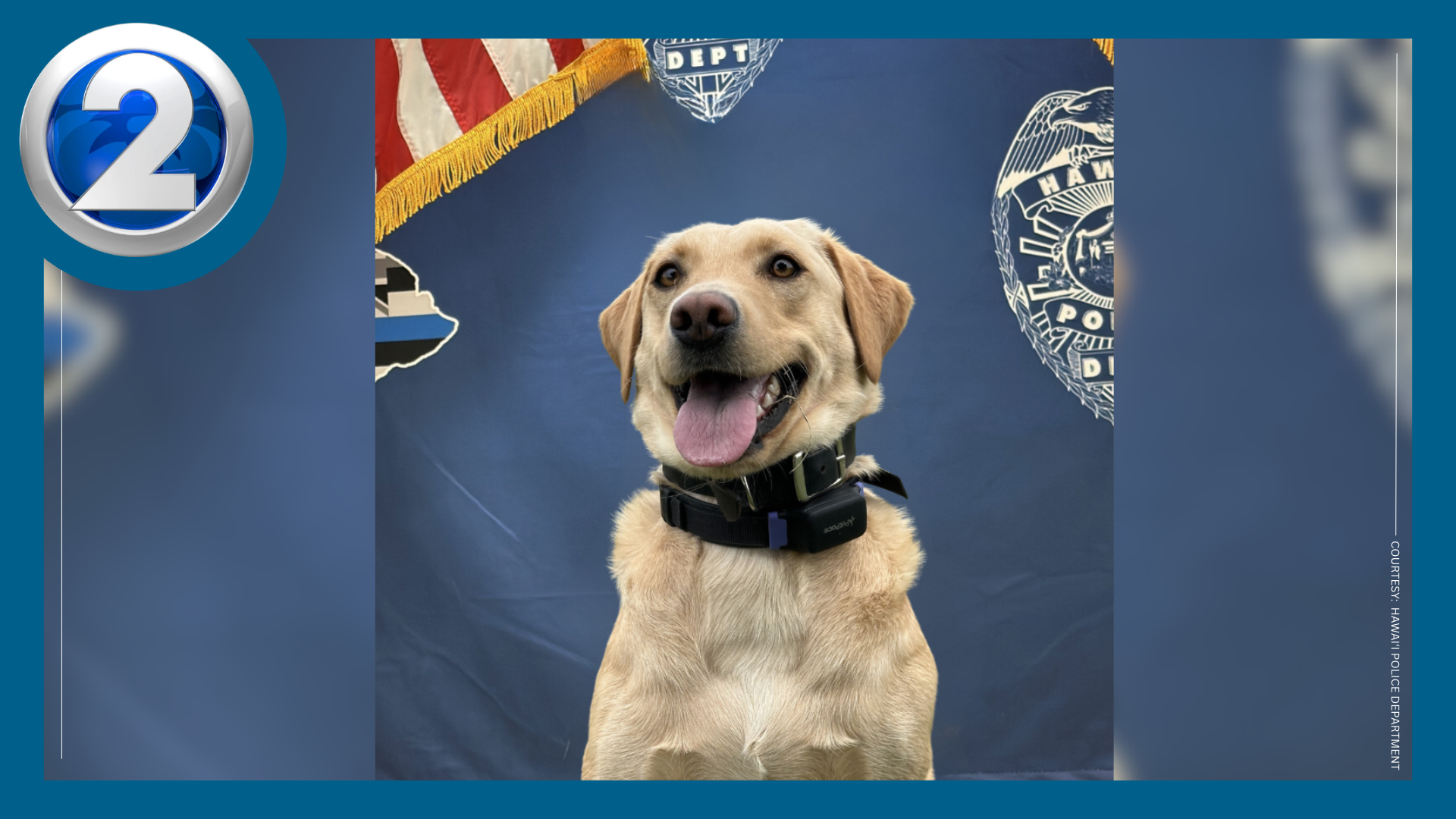 Timmy Live Stream K-9 Trina locates missing man, 70, in Hawai‘i Volcanoes National Park ...
