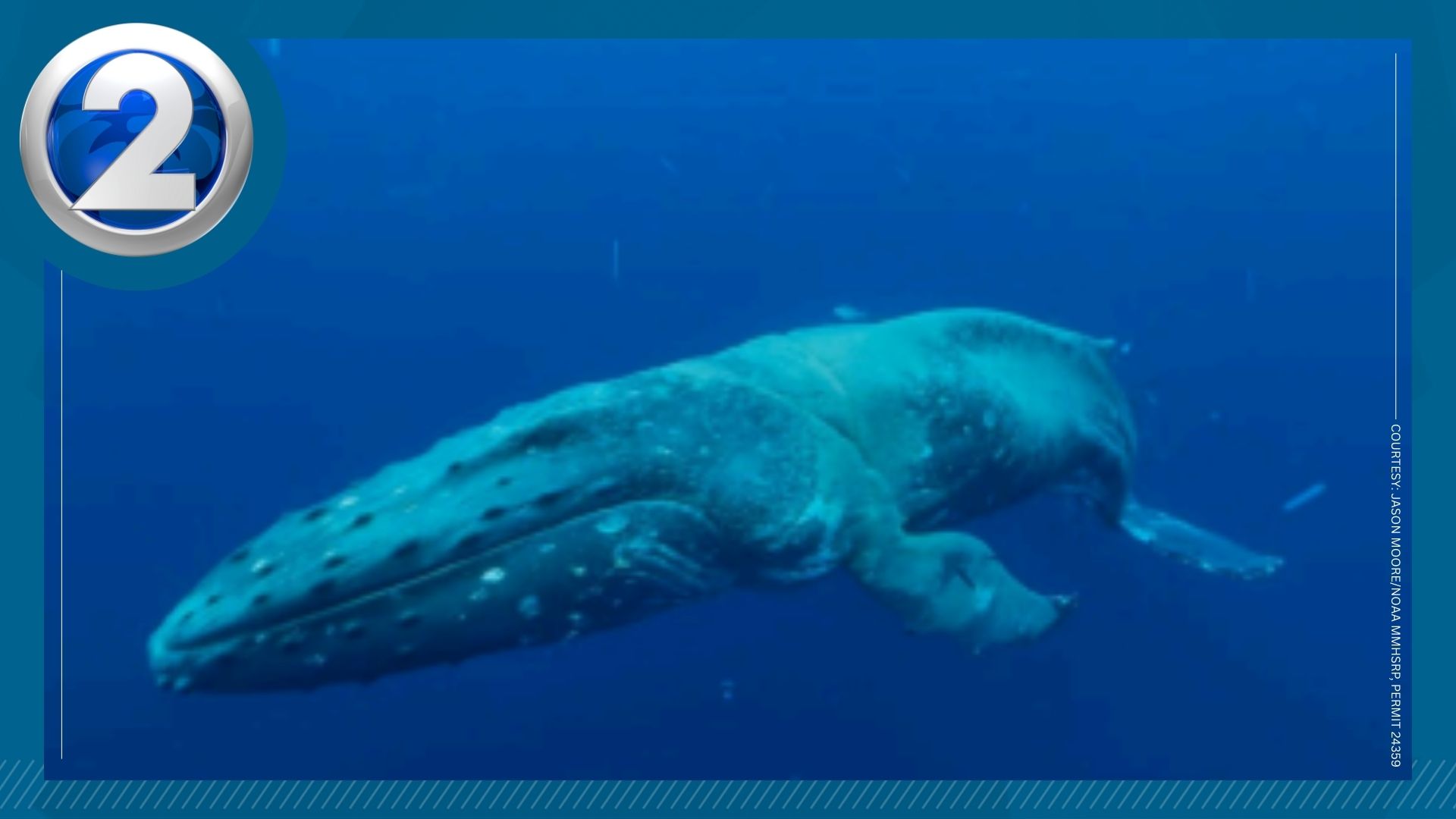 Injured humpback whale sighted off West Maui: NOAA asks for public help ...