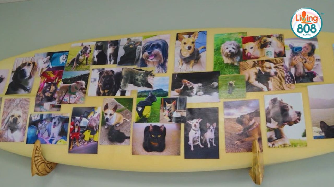 New veterinary urgent care opens in Kaimuki for pets needing quick help