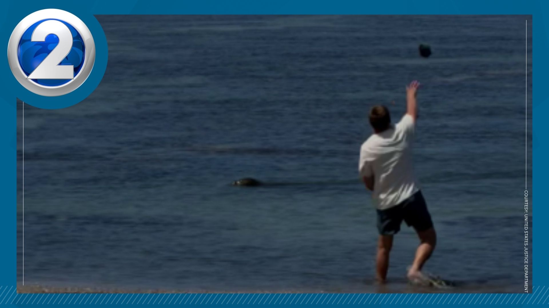 Washington Man arrested for throwing rock at endangered monk seal on ...