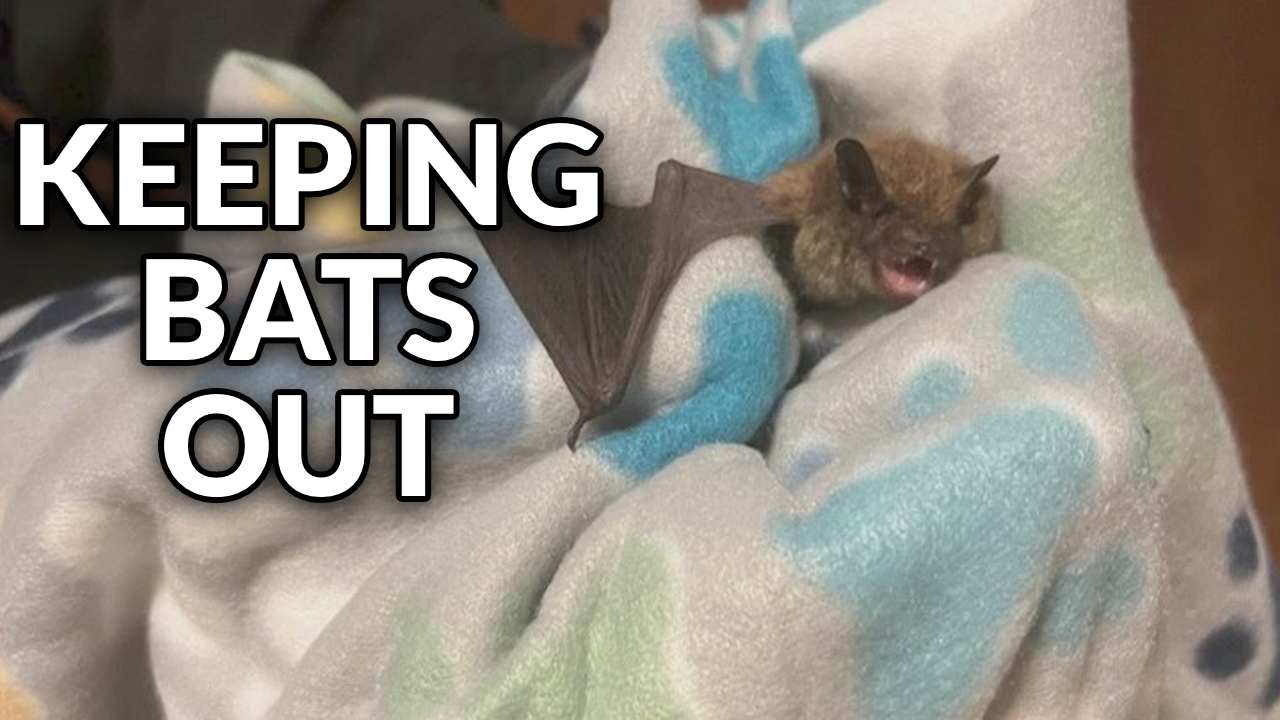 How to avoid bats in your house and what to do if you find them – WKBN.com
